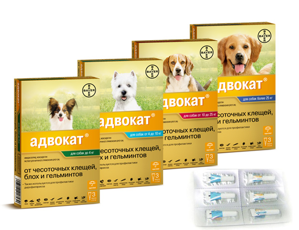 advocate-dogs Адвокат для собак