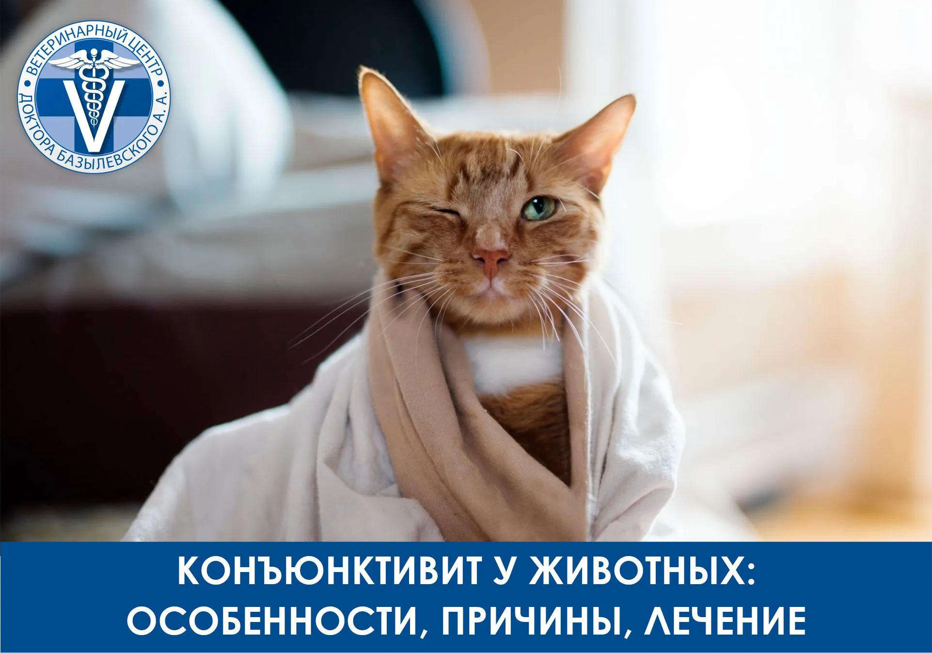 Конъюнктивит у животных