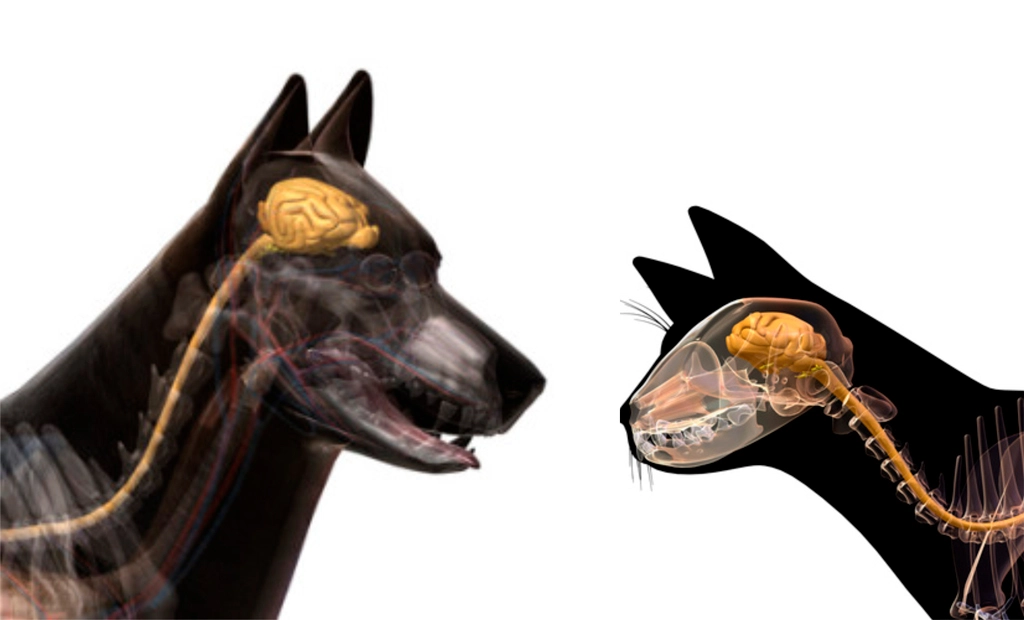 veterinarnaya-nevrologiya-nervnaya-sistema-kota-i-sobaki Общая информация по неврологии