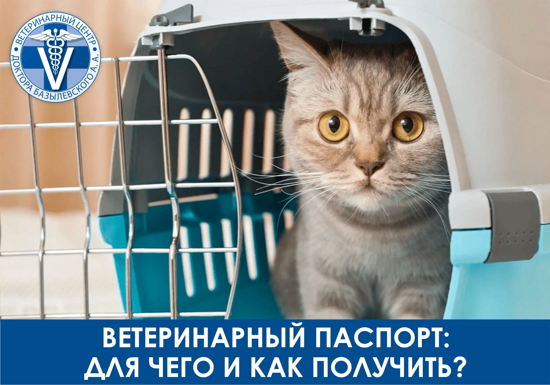 Как получить ветеринарный паспорт