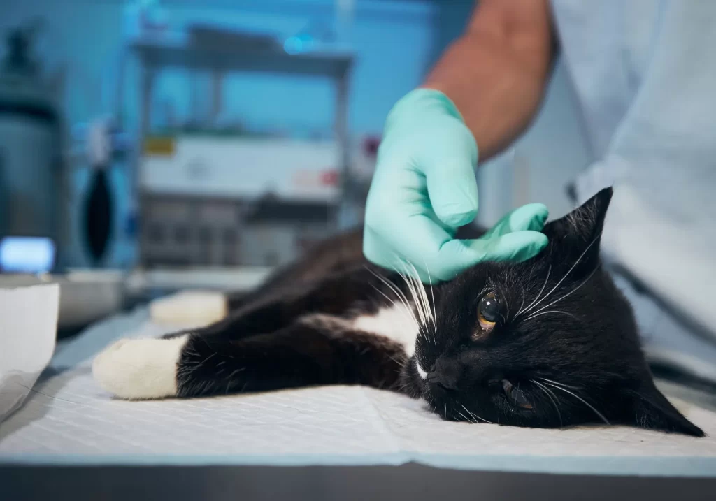 koshka-na-prieme-u-veterinarnogo-vracha-1024x717 Панлейкопения у кошек