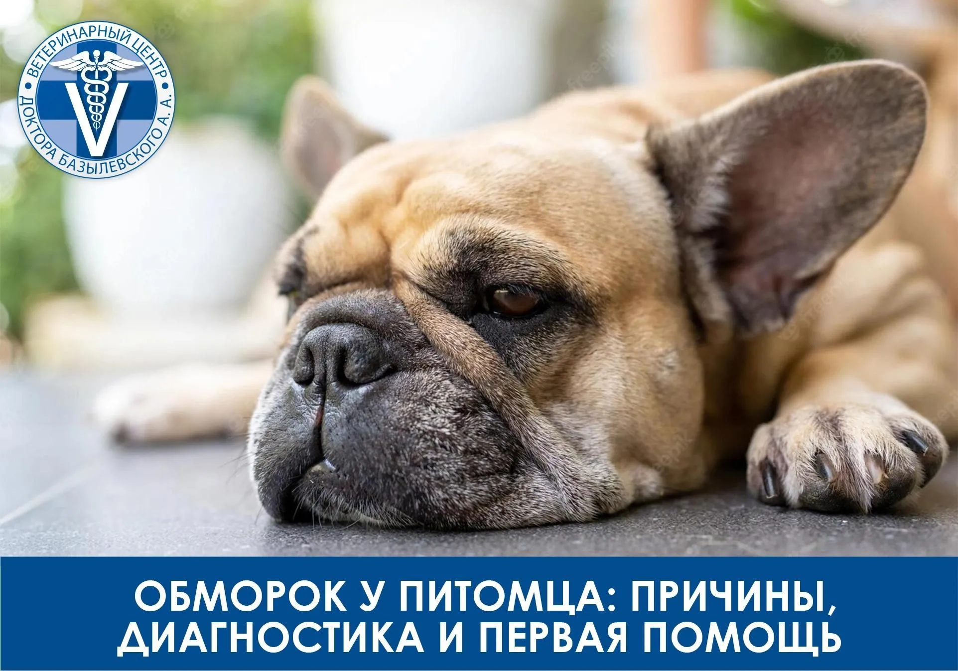 Обморок у питомца: причины, диагностика и первая помощь
