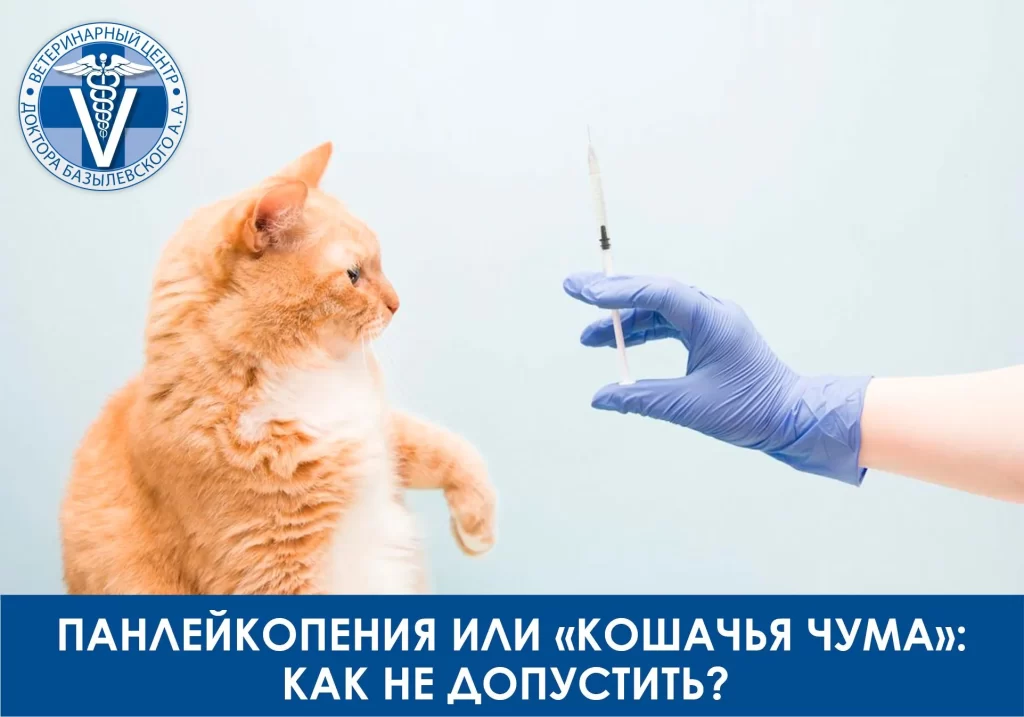 panlejkopeniya-u-koshek-1024x717 Панлейкопения у кошек