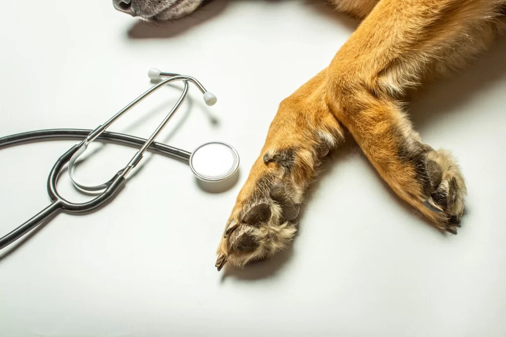 sobaka-lezhit-na-veterinarnom-stole-1024x683 Обморок у питомца: причины, диагностика и первая помощь