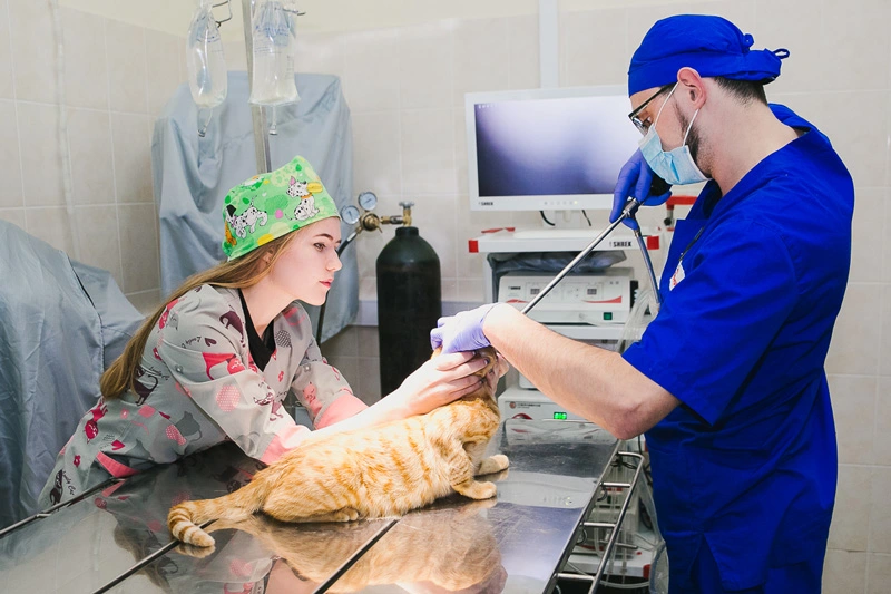veterinarnyy-vrach-provodit-endoskopiyu Общая информация по эндоскопии