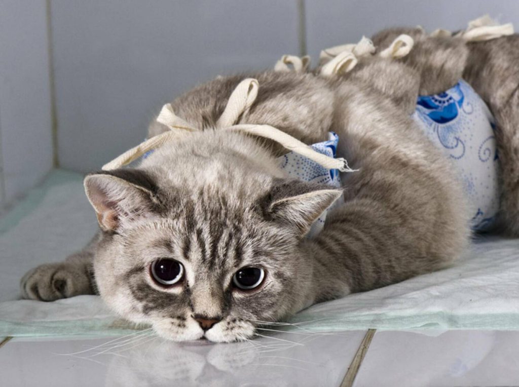 koshka-posle-operacii-uhod-za-zhivotnymi-posle-kastracii-i-sterilizacii-1024x764 Уход за животными после кастрации и стерилизации