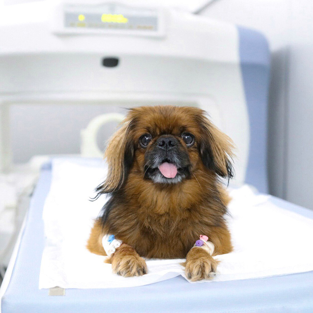pekines-magnitno-rezonansnaya-tomografiya-mrt Магнитно-резонансная томография (МРТ)