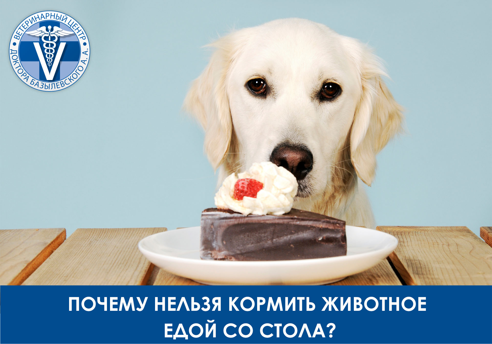 Почему нельзя кормить животное едой со стола?