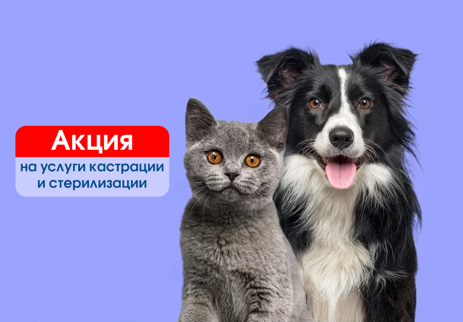 spay-day