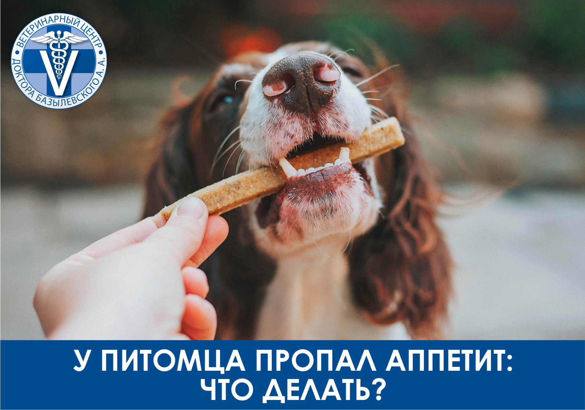 У питомца пропал аппетит