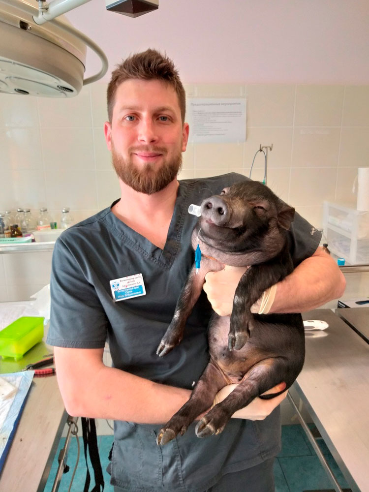 veterinarnyj-vra-orlov-i-v-i-svinka Орлов Игорь Владимирович