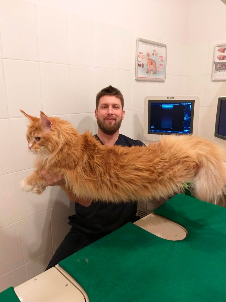 veterinarnyj-vrach-orlov-i-v-i-mejnkun Орлов Игорь Владимирович
