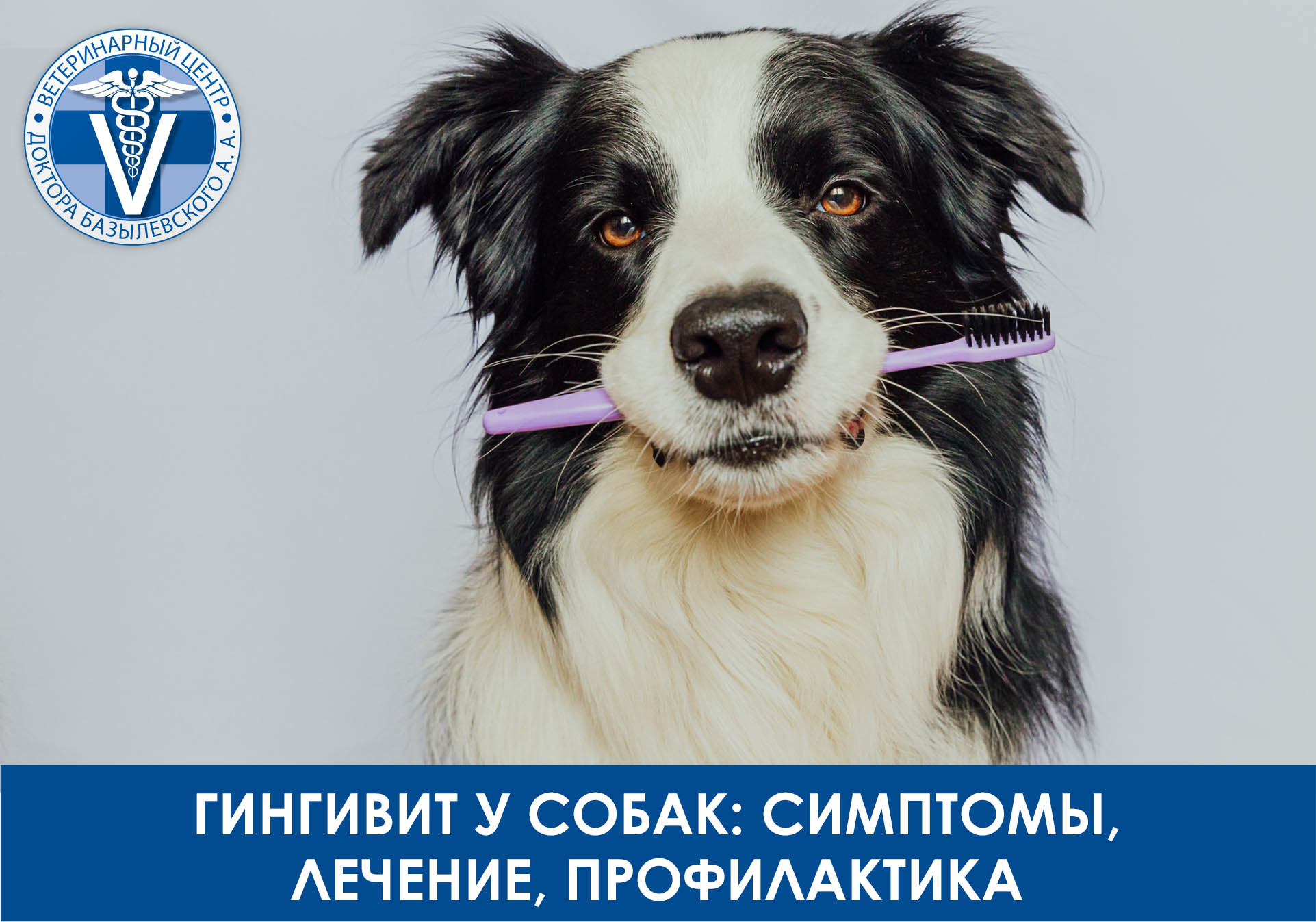 Гингивит у собак
