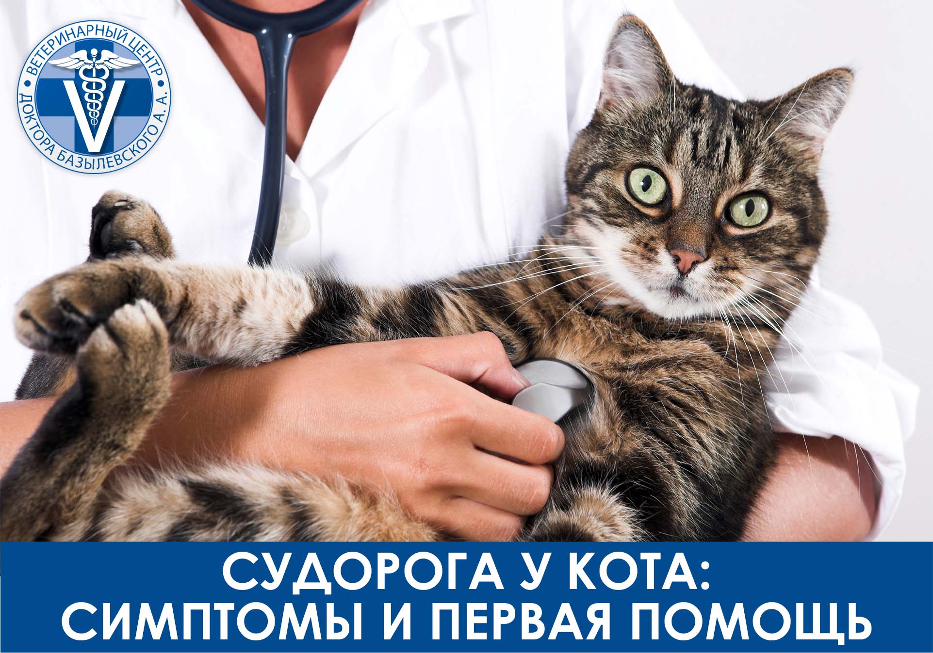 судороги у кота симптомы и первая помощь