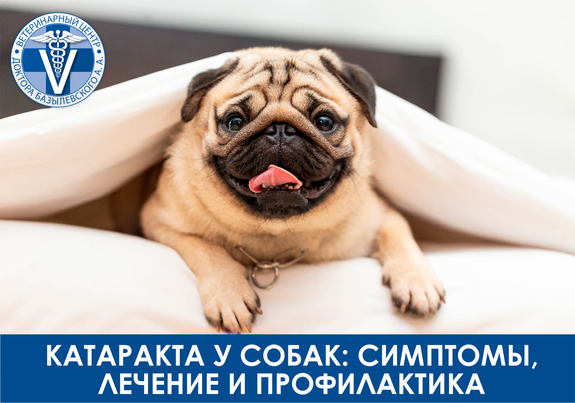 катаракта у собак