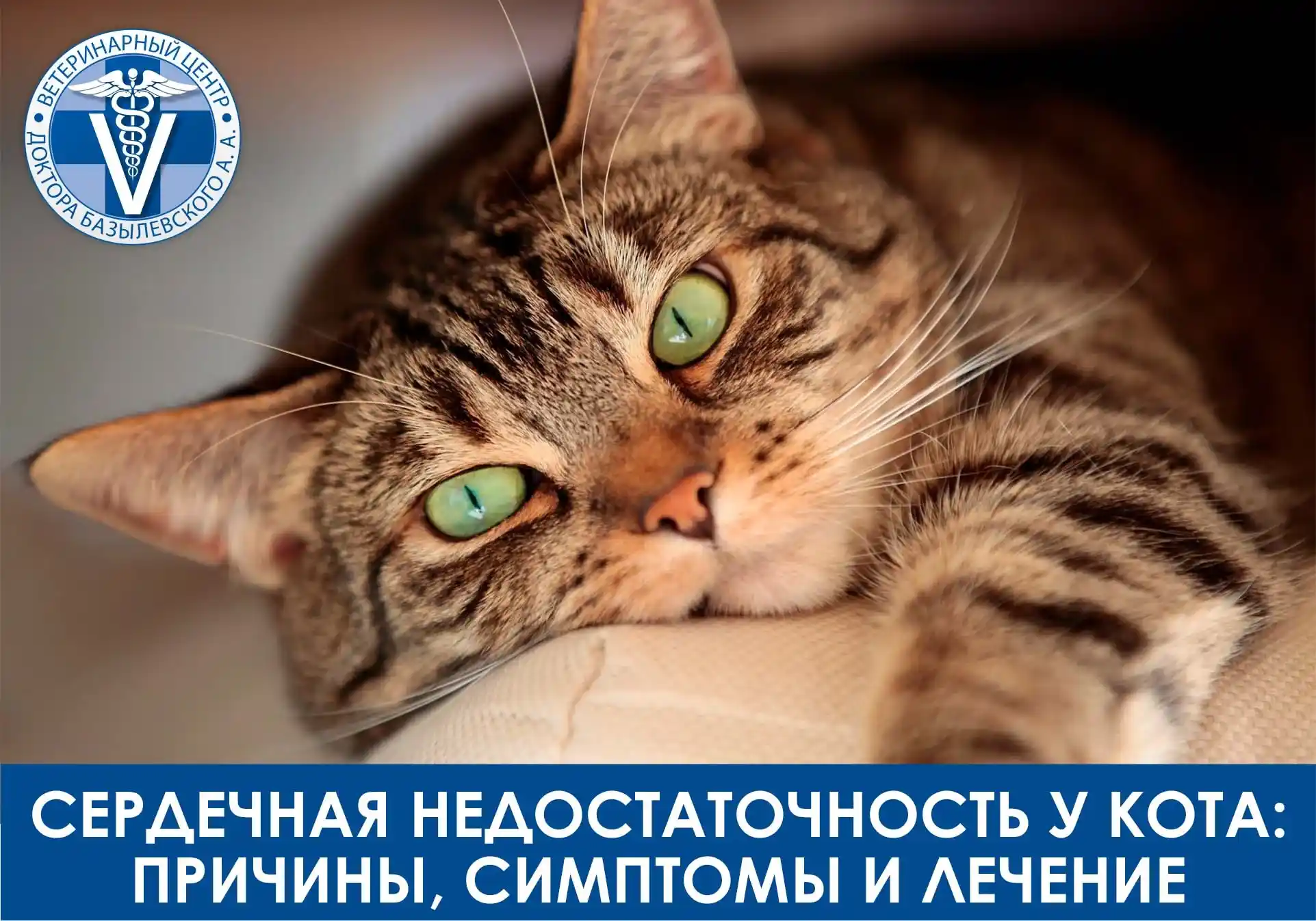 сердечная недостаточность у кота