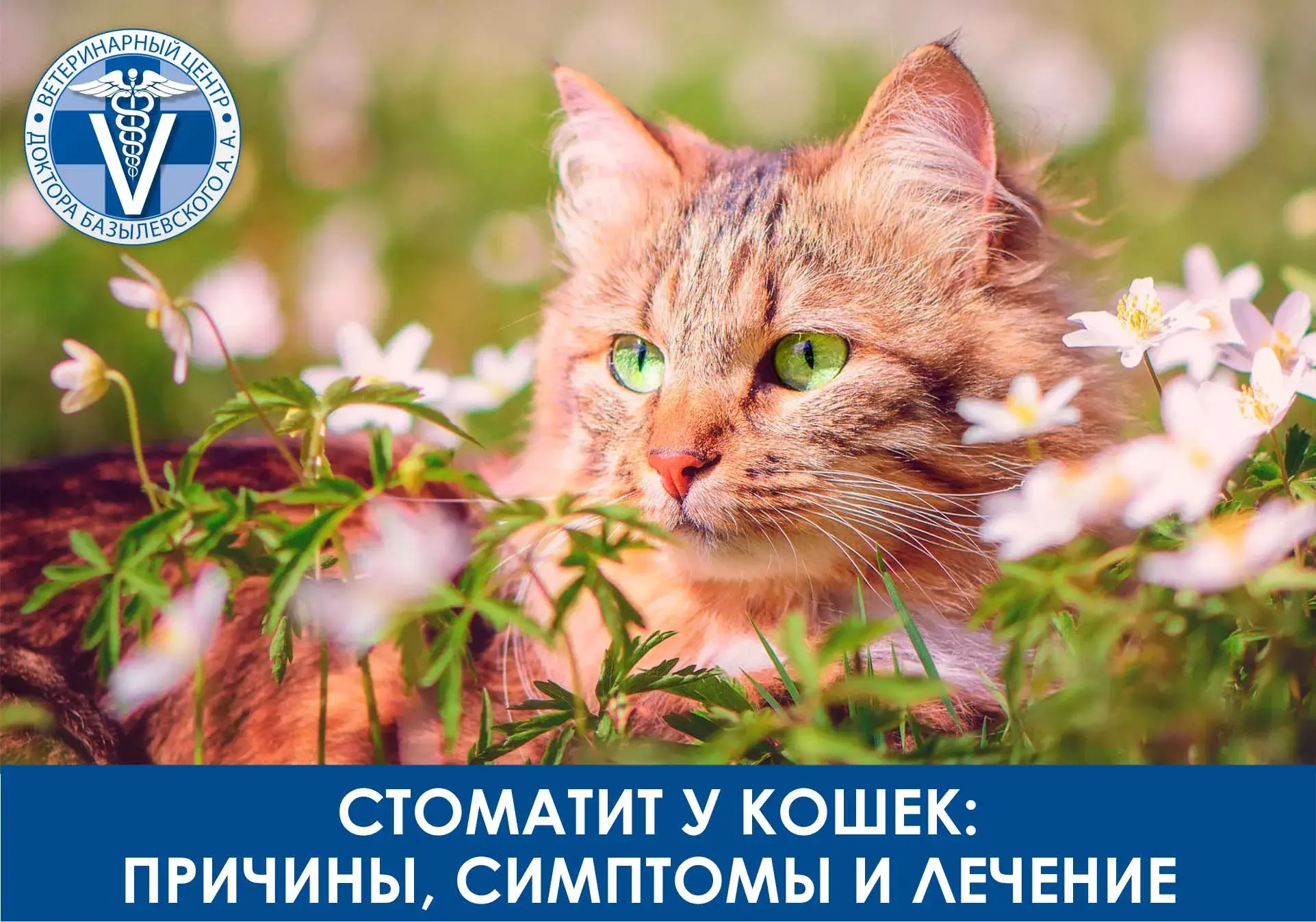 стоматит у кошек