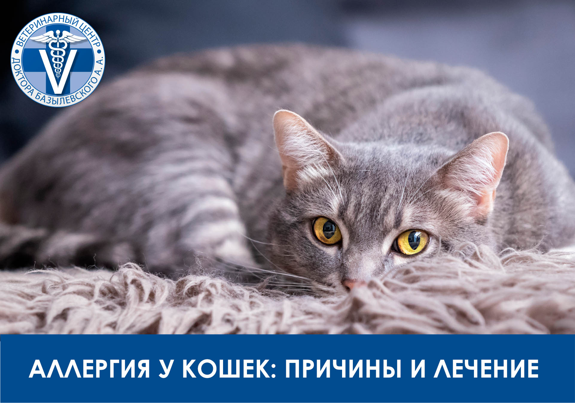 аллергия у кошек