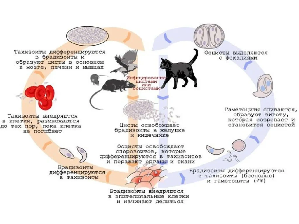 infografika Токсоплазмоз у кошек: признаки, диагностика и лечение
