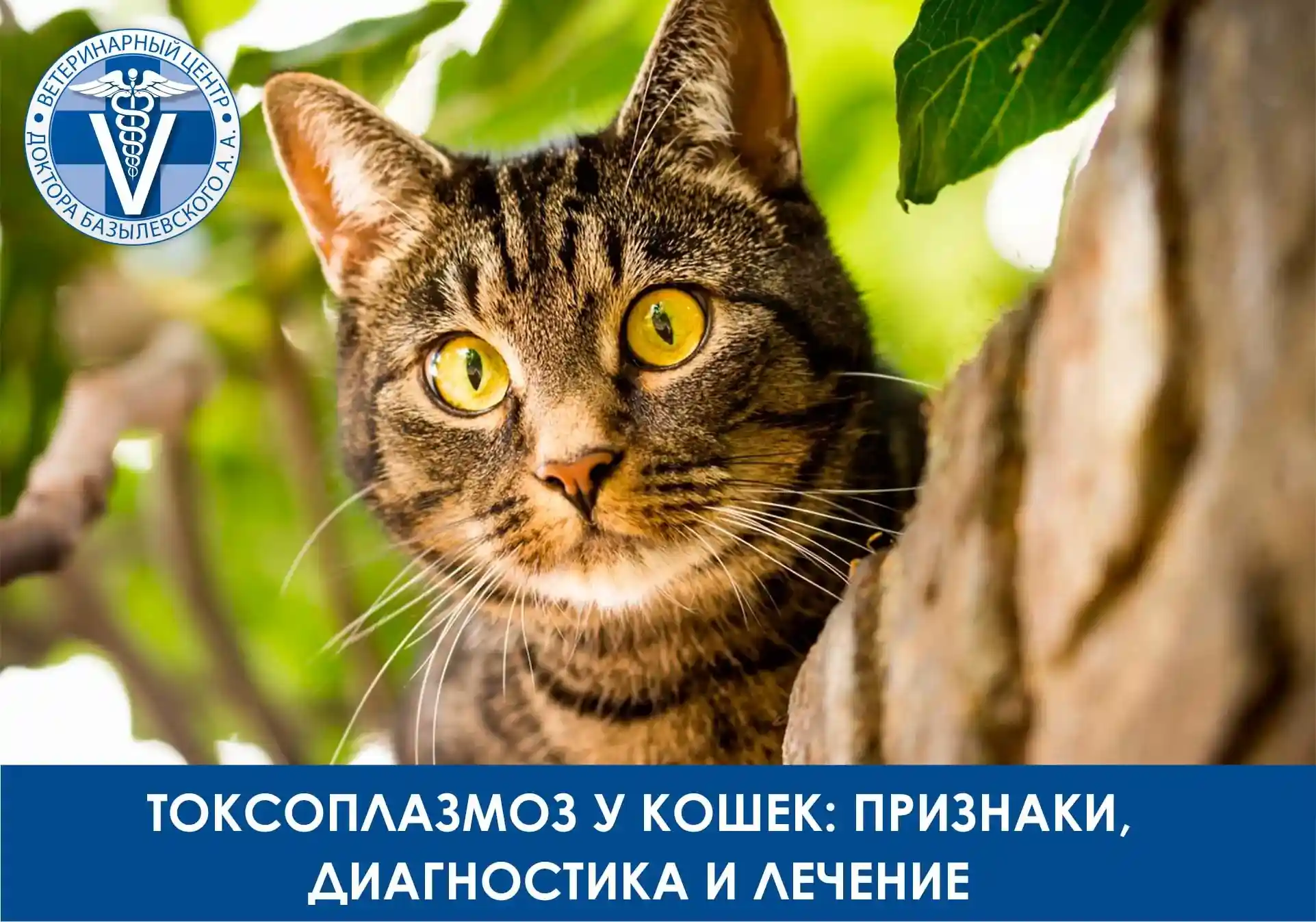 Токсоплазмоз у кошек
