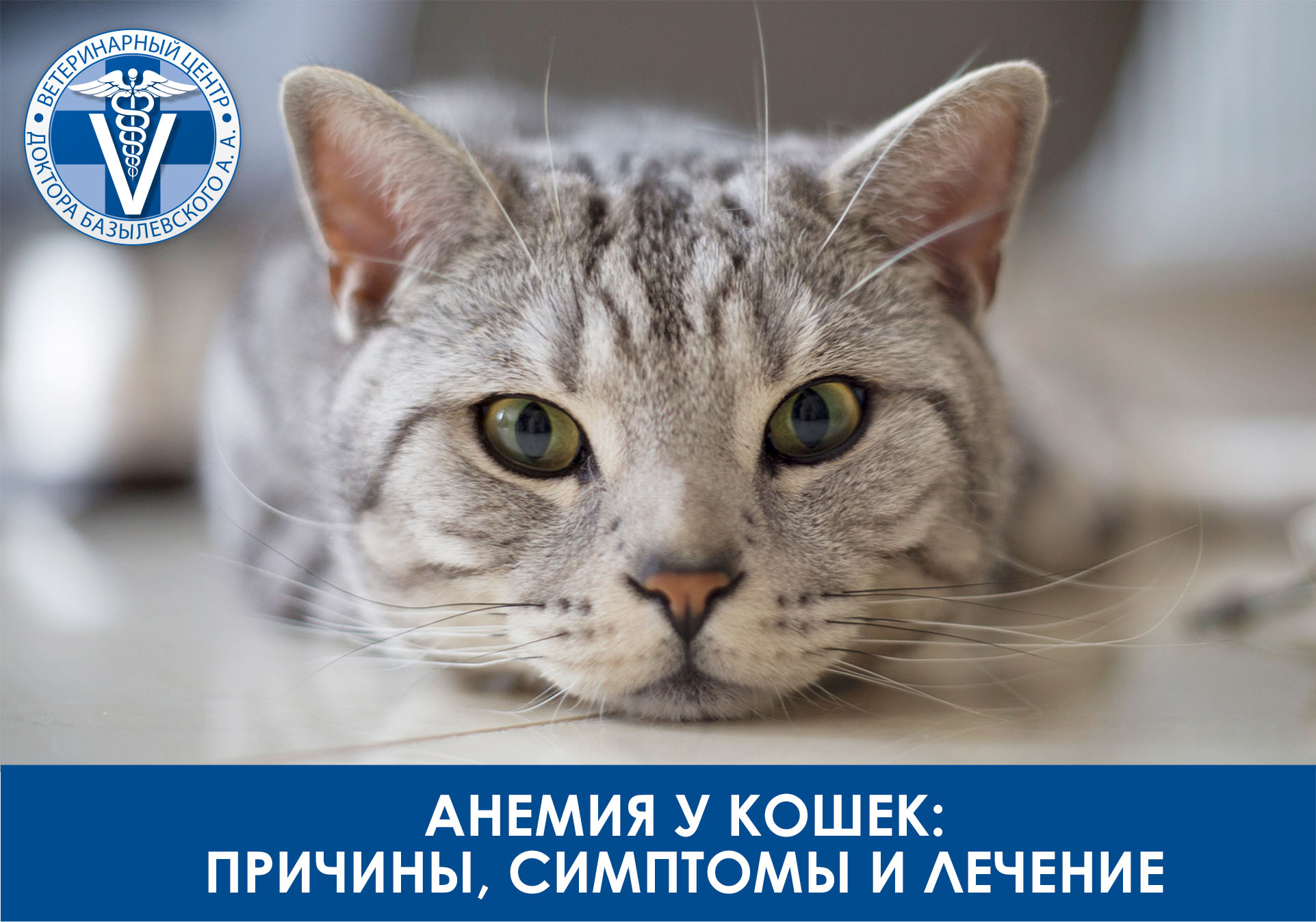 Анемия у кошки