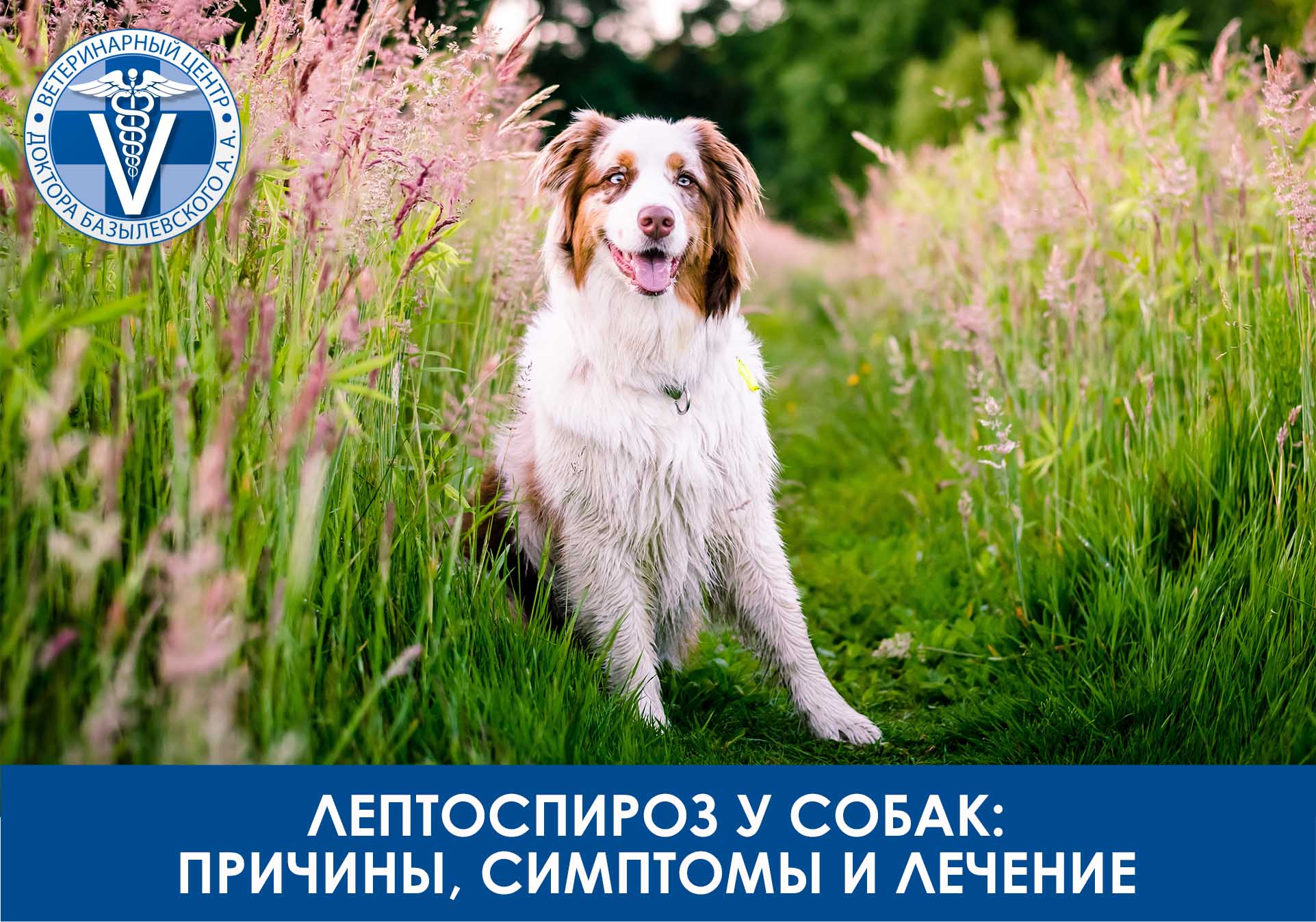 лептоспироз у собак