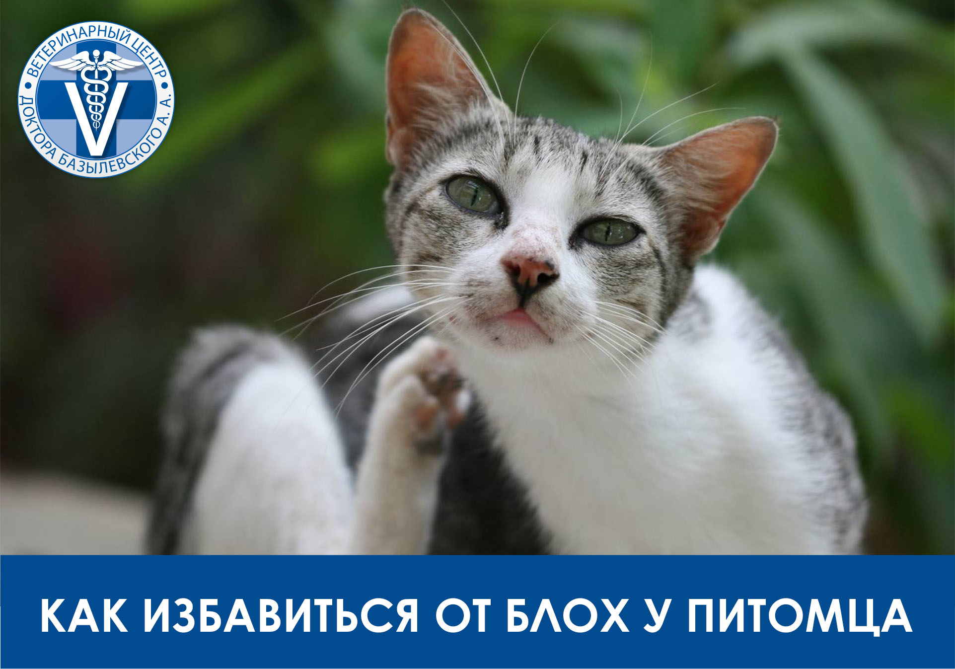 как избавиться от блох