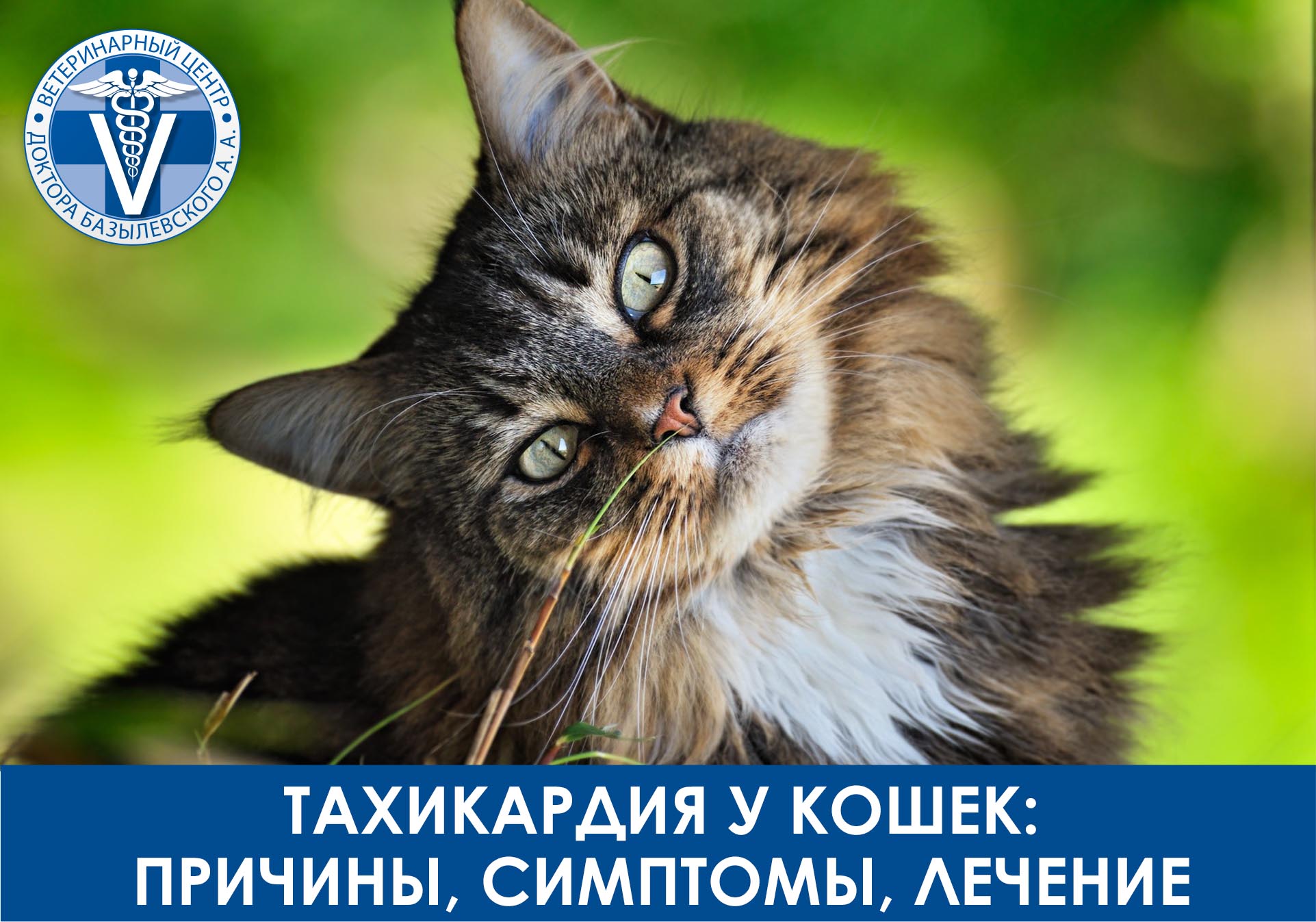 Пушистая кошка