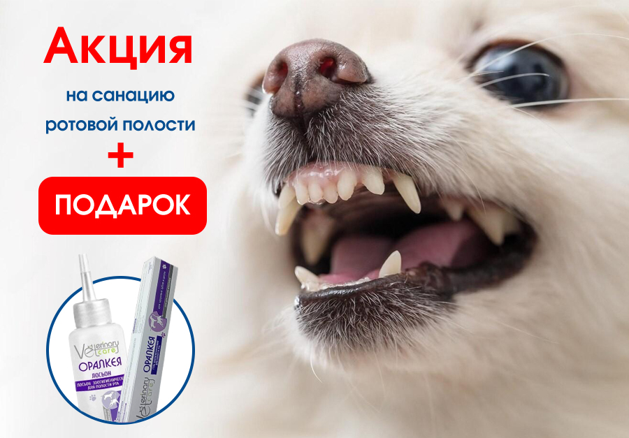 Санация ротовой полости в июне