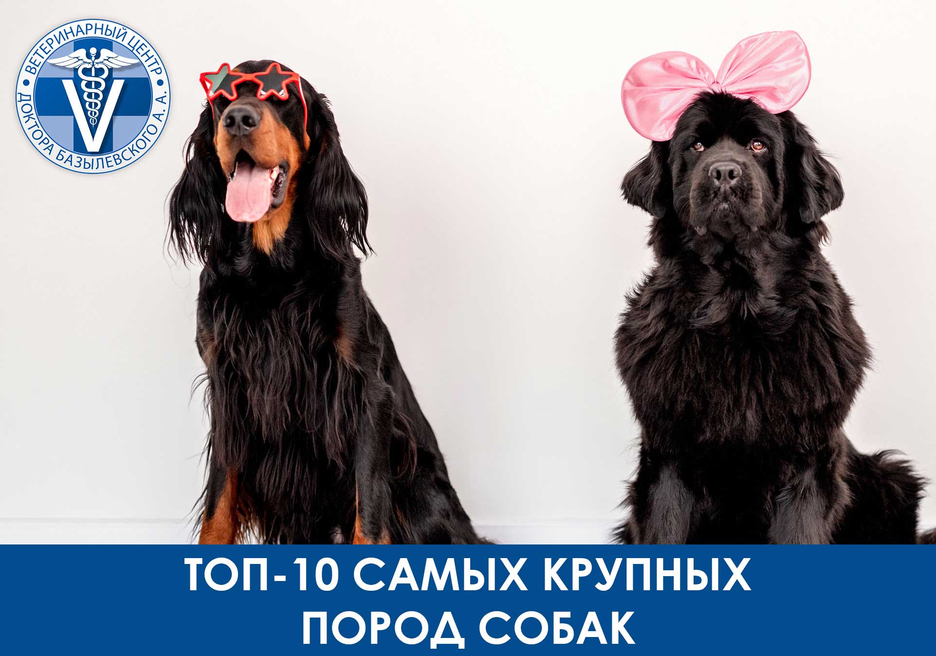 Две большие собаки