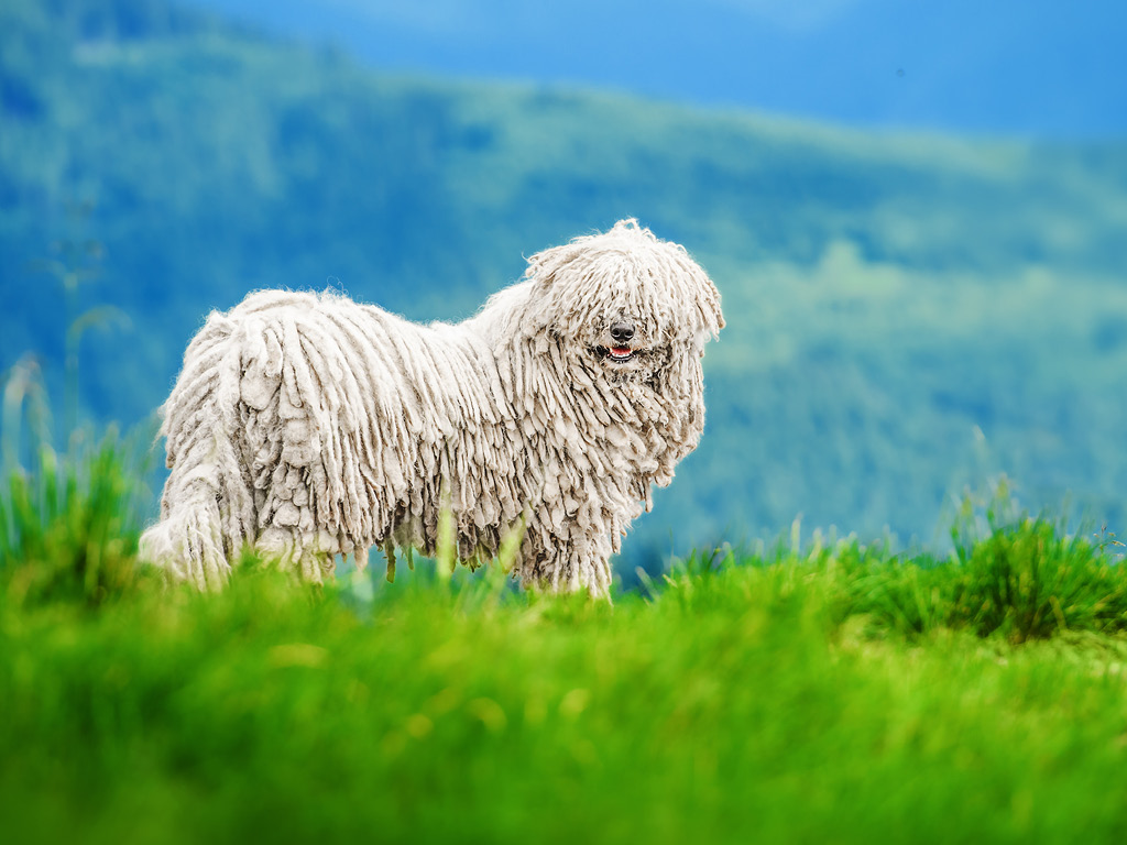 komondor Большие породы собак