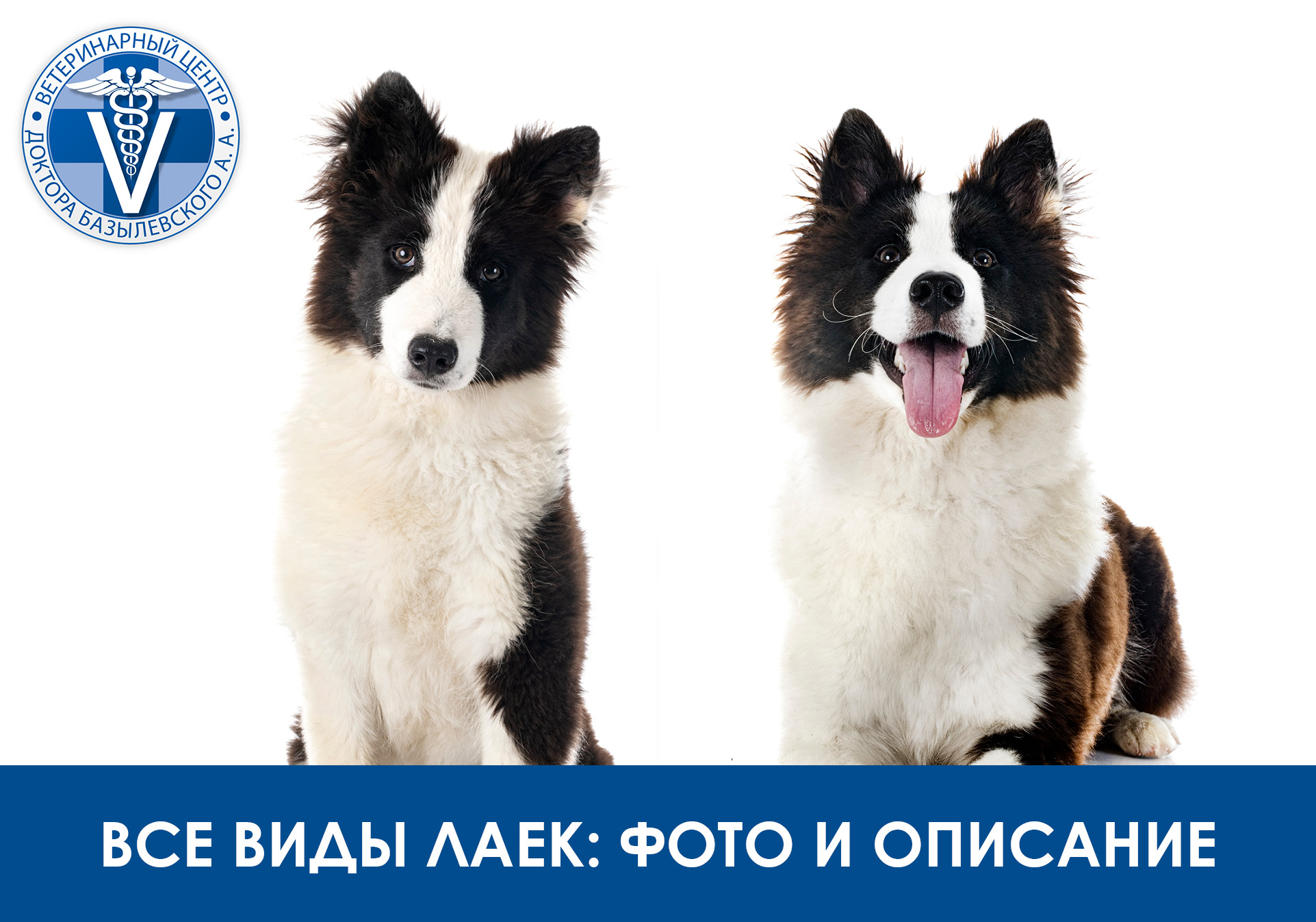 две лайки