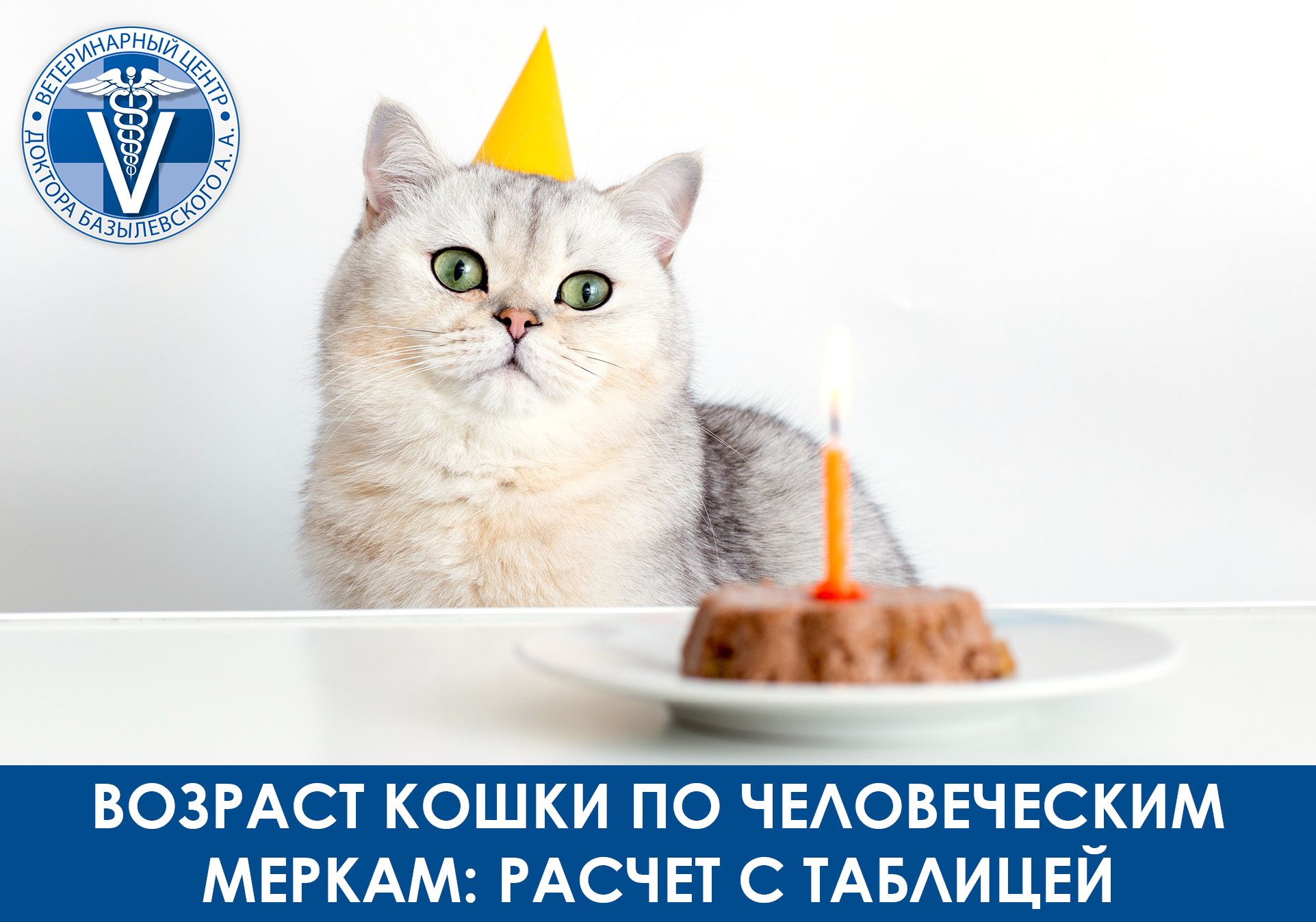 день рождения у кота