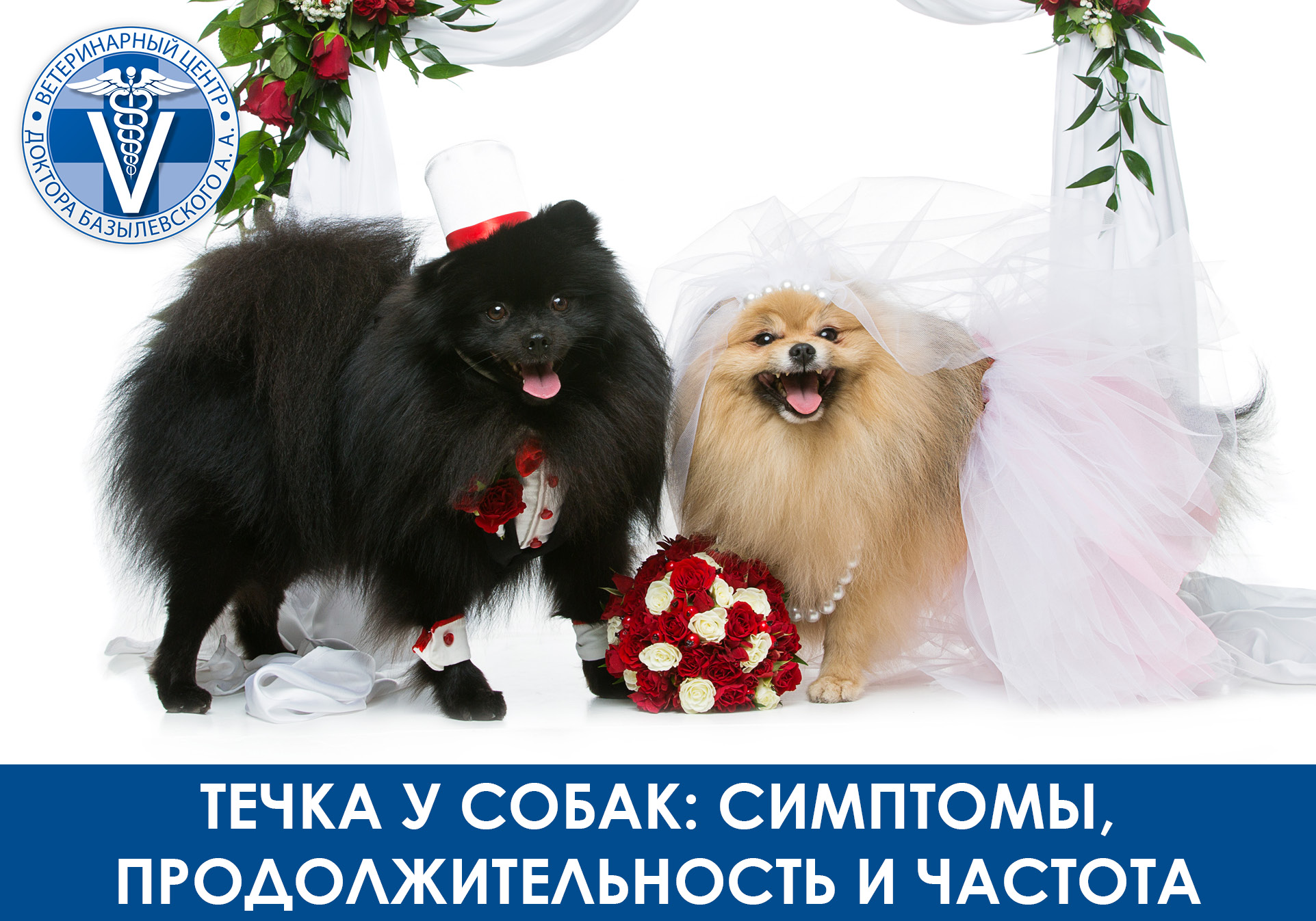 две собаки в нарядах