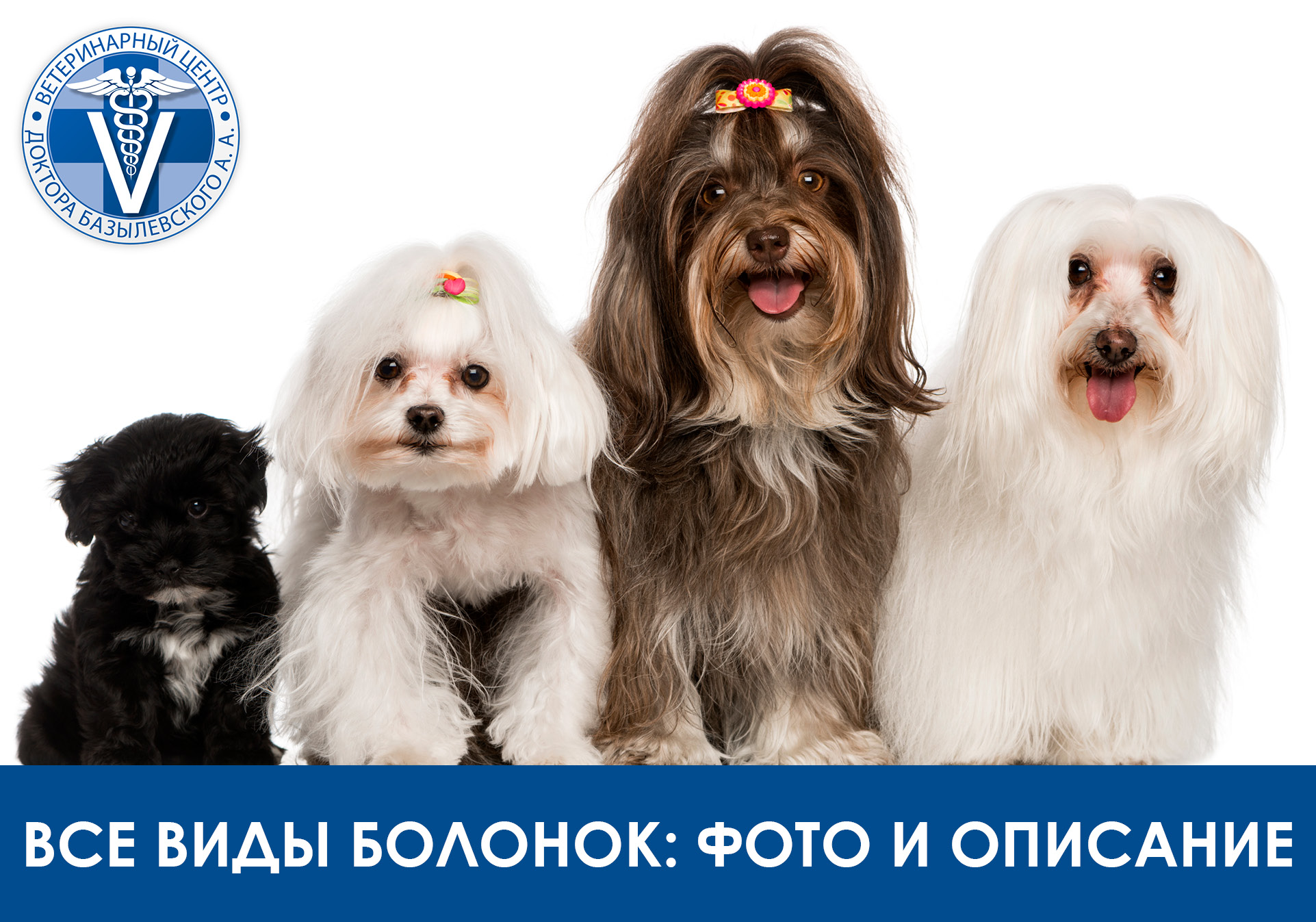 четыре болонки