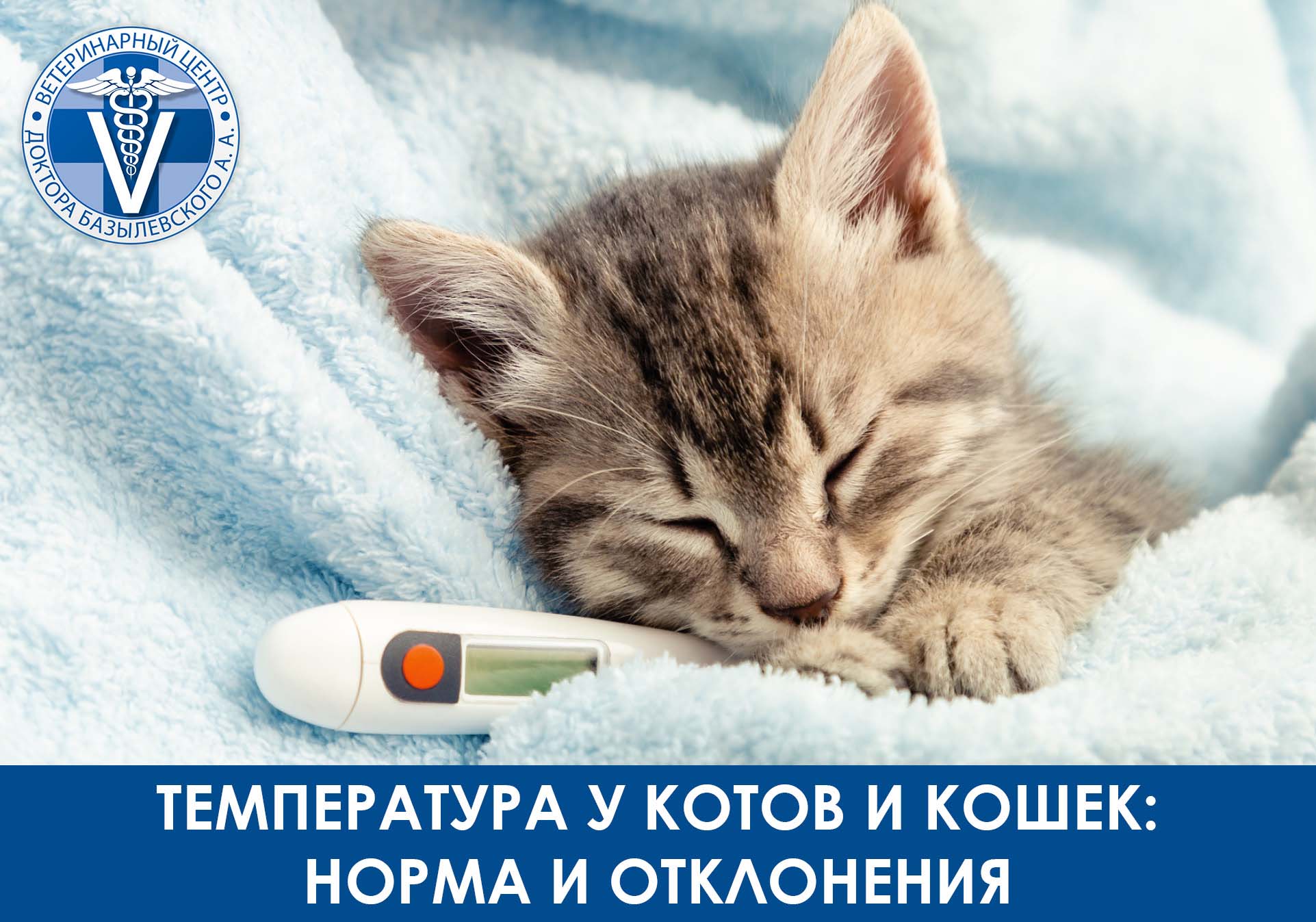 котенок спит с градусником