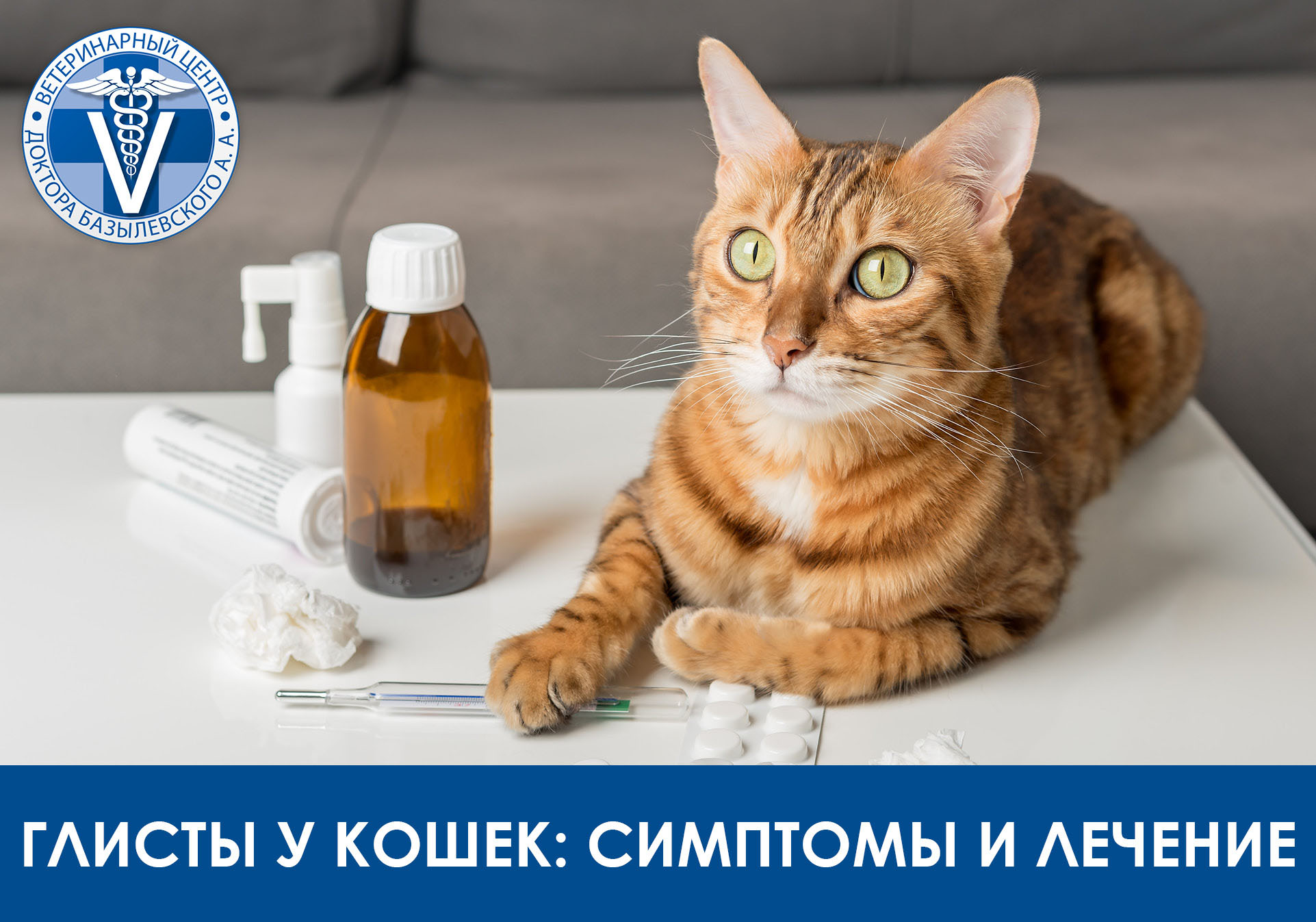 кот лежит на столе
