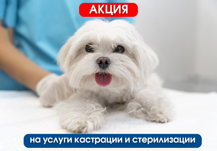 Акция на кастрацию и стерилизацию апрель