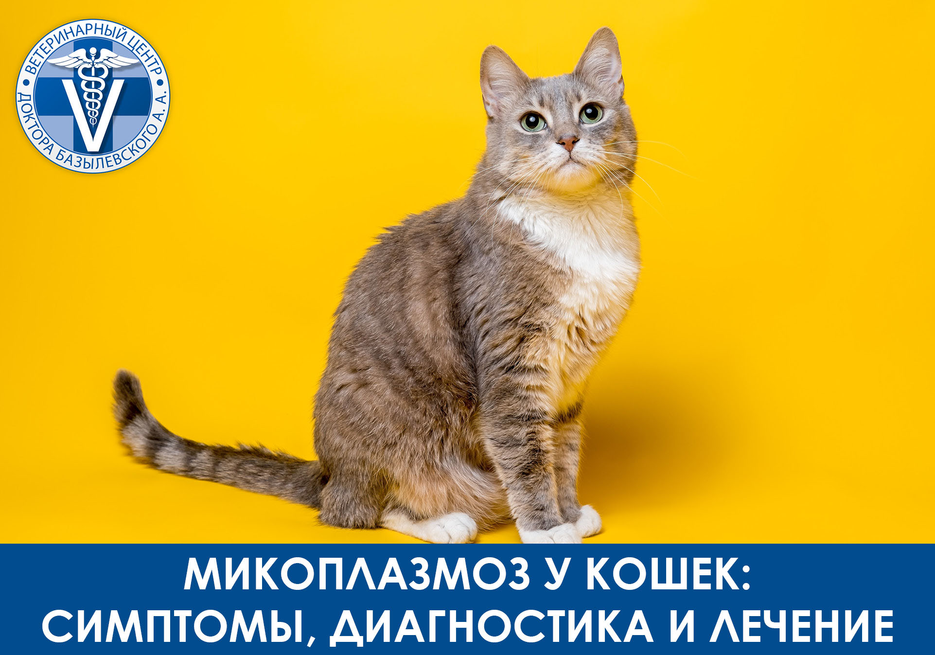 микоплазмоз у кошки