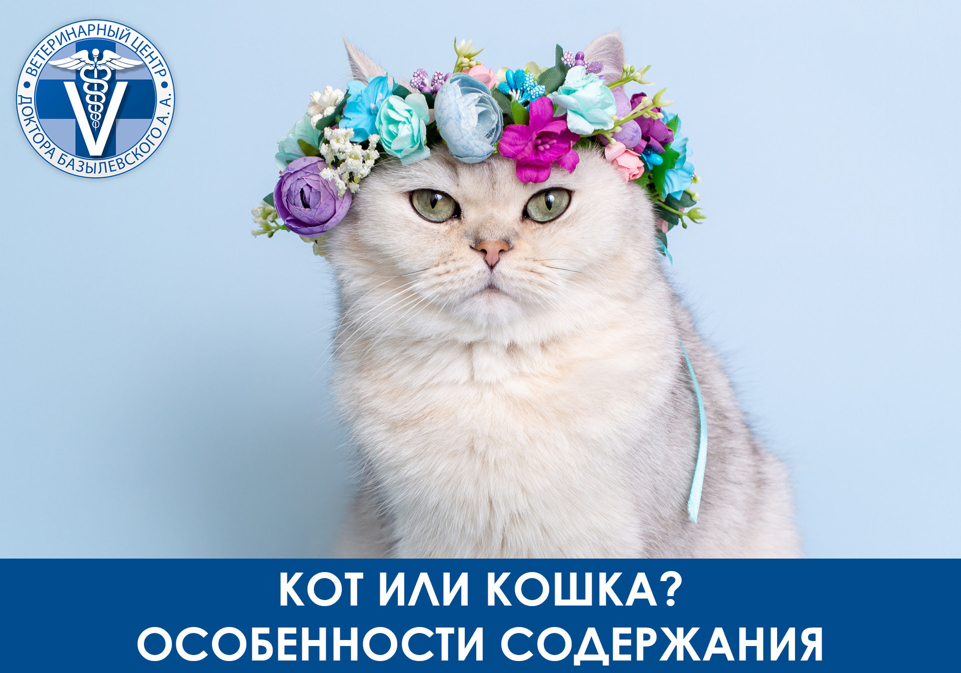 кот или кошка
