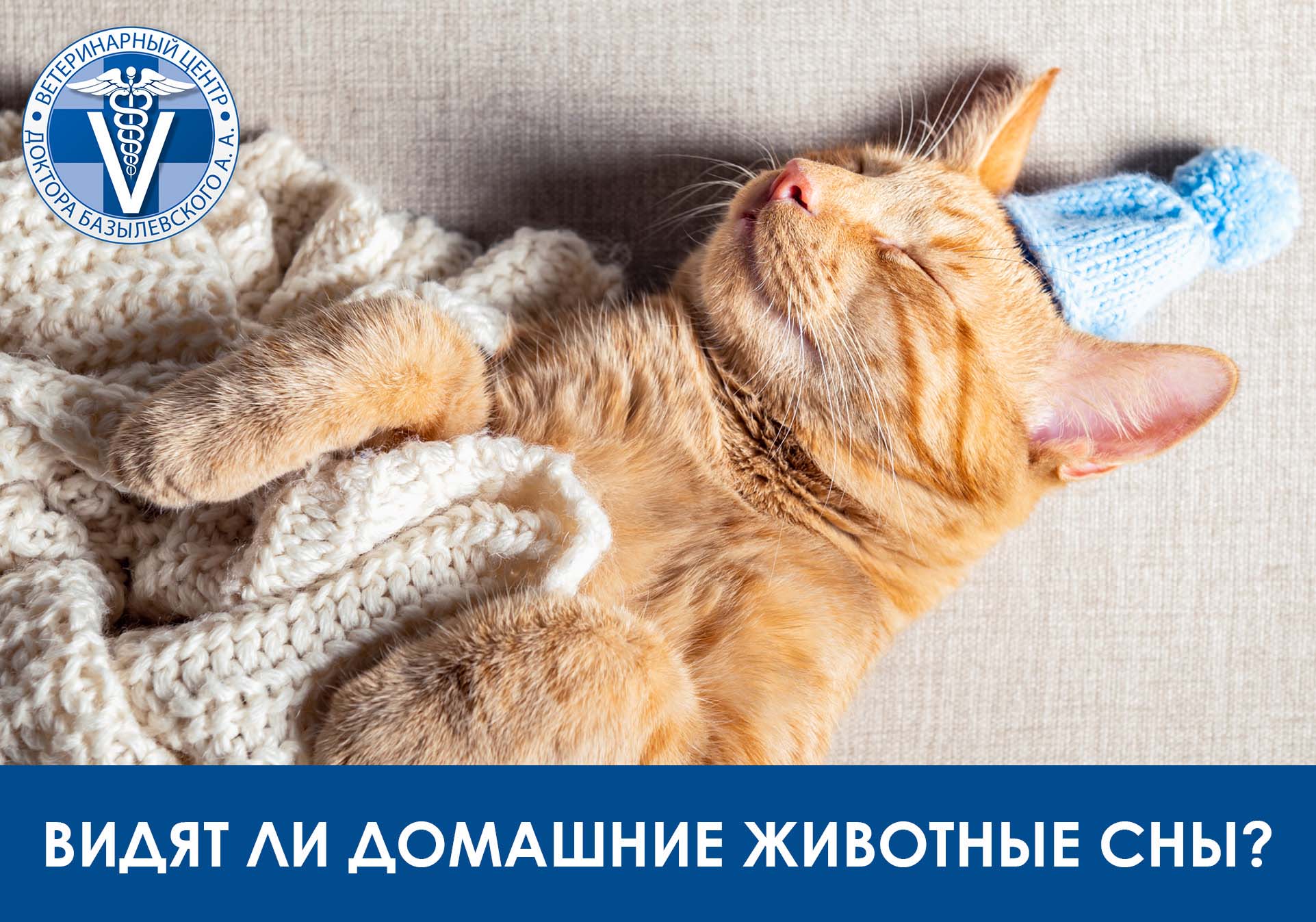 видят ли домашние животные сны
