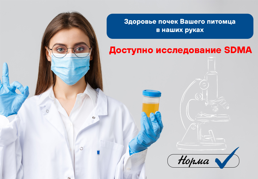 SDMA почки