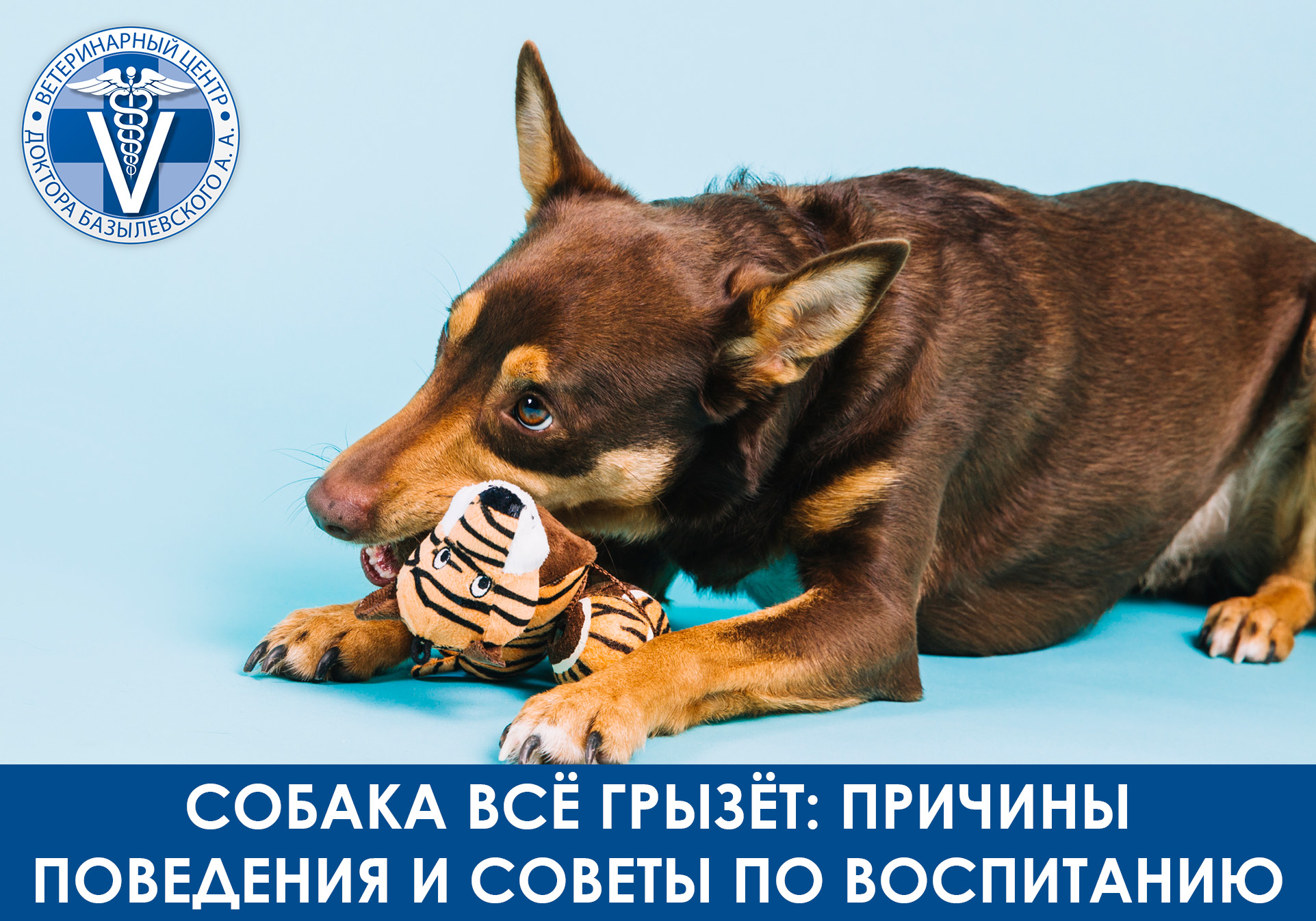 почему собака все грызет