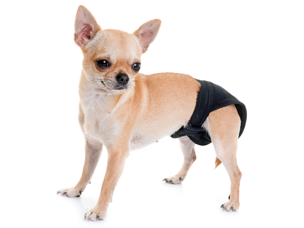 chihuahua-v-podguznike Когда нужны подгузники для животных?