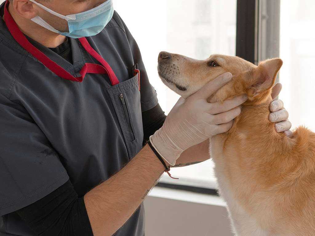 sobaka-u-veterinara Почему собака стала прятаться?