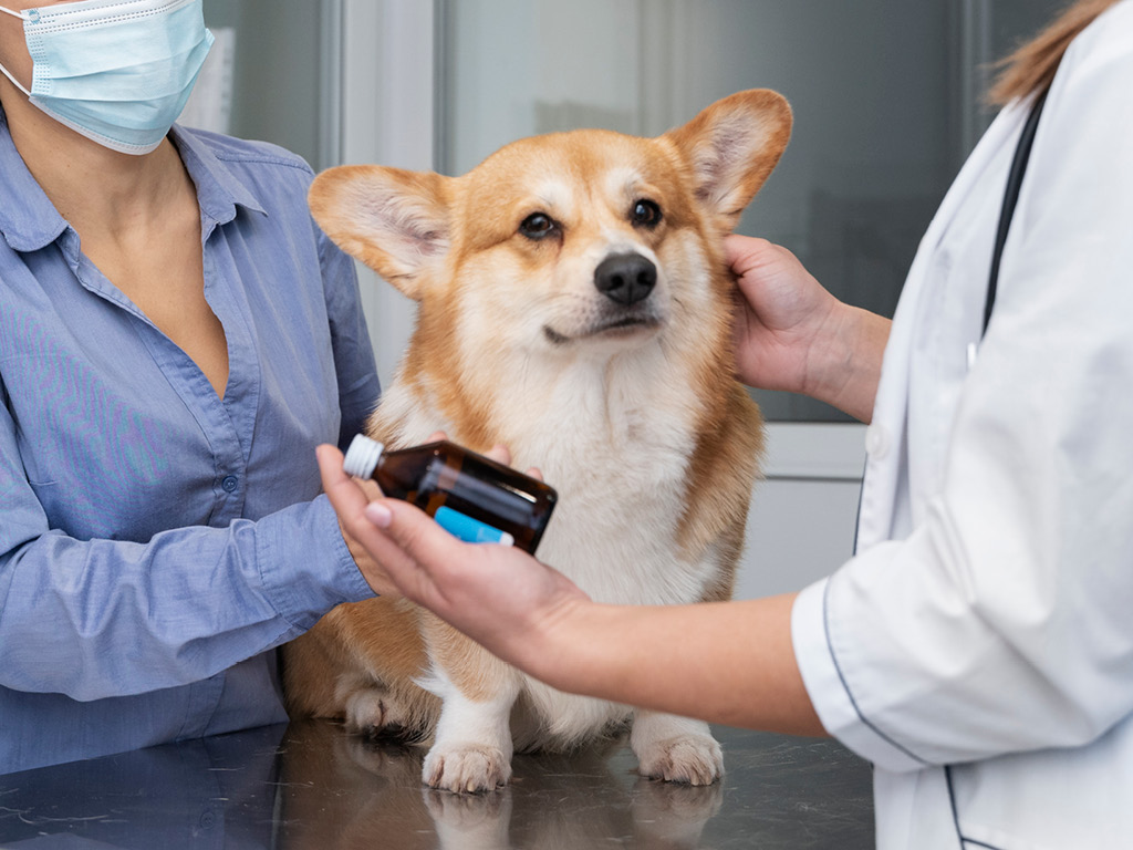 korgi-u-veterinara Аллотриофагия у собак: причины, симптомы и лечение