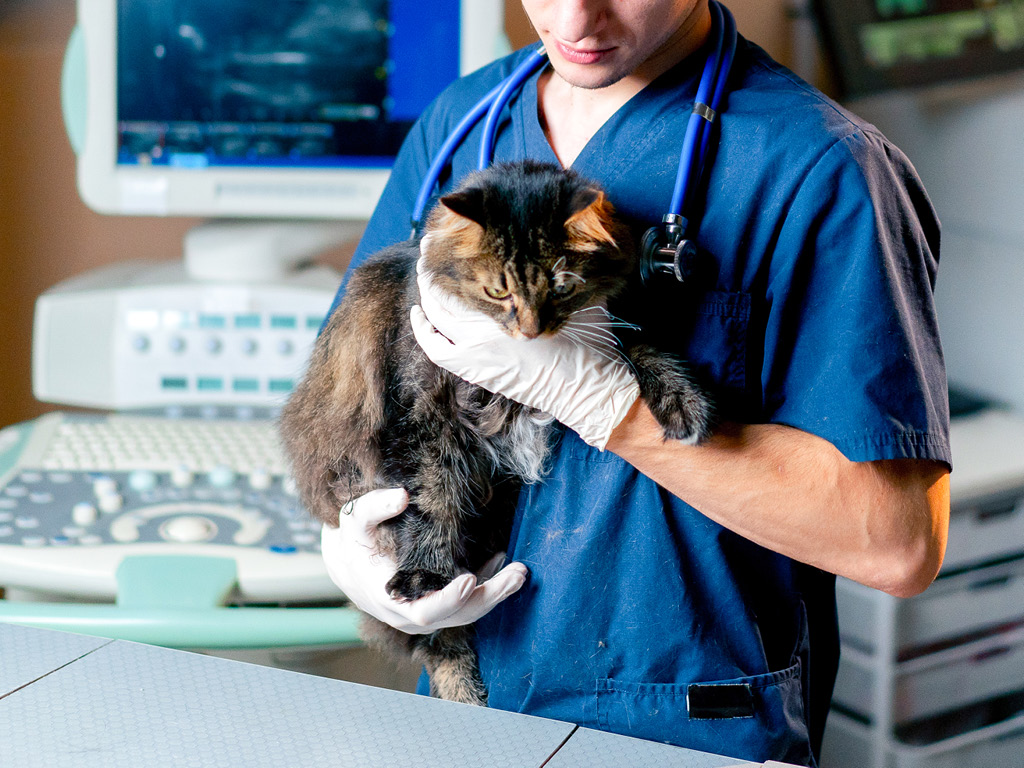 kot-u-veterinara Синдром Горнера у кошек и собак: признаки и лечение