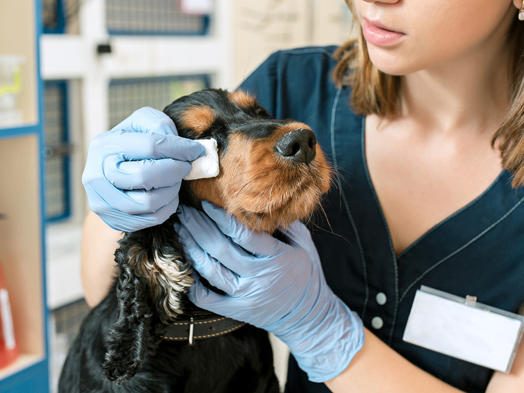sobaka-u-veterinara Синдром Горнера у кошек и собак: признаки и лечение