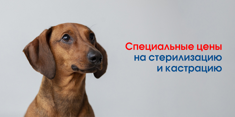 kastracii-sobaki-minsk Скидки августа в филиале «Минск-Серебрянка»