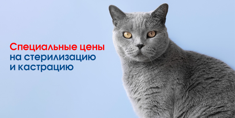skidka-na-kastraciyu-i-sterilizaciyu-serebryanka Скидки августа в филиале «Минск-Мельникайте» (ВетПрофи)